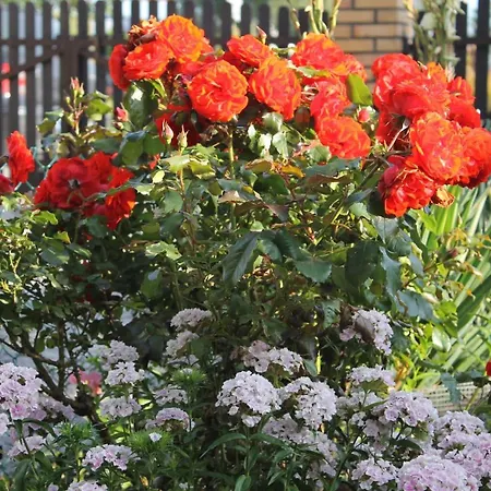 Helena Goscinne منزل للإقامة *